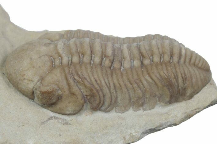 Kainops Trilobite - Black Cat Mountain, Oklahoma #362979